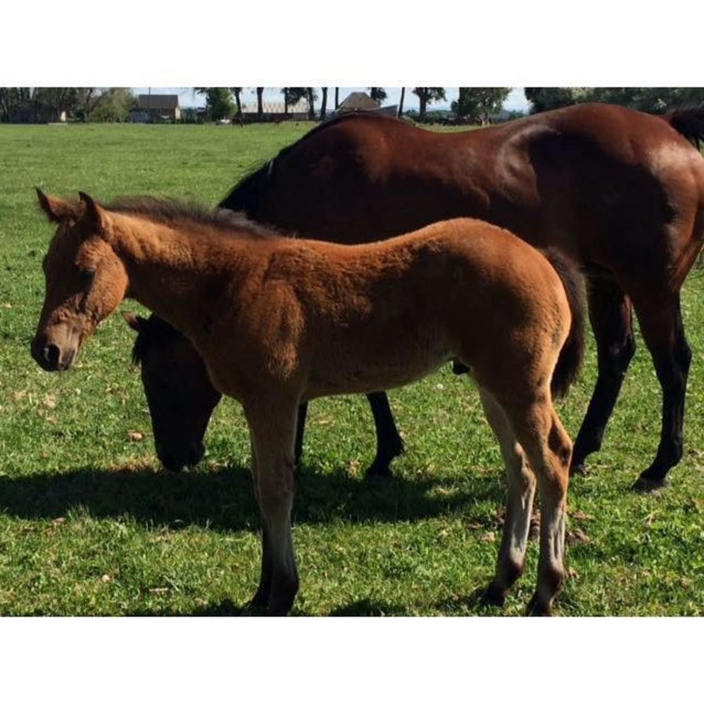 Meet your Posher, Tammy